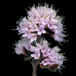 <em>Mentha aquatica</em> L. 07/09/2007