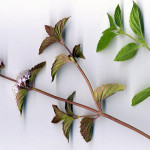 <em>Mentha aquatica</em> L. 07/09/2007