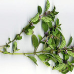 <em>Mentha arvensis</em> L. 23/07/2008