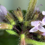 <em>Mentha arvensis</em> L. 23/07/2008