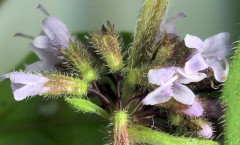 Mentha arvensis L. 23/07/2008