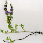 <em>Mentha pulegium</em> L. 17/09/2008