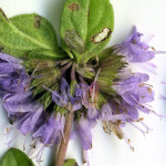 <em>Mentha pulegium</em> L. 17/09/2008