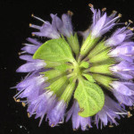 <em>Mentha pulegium</em> L. 17/09/2008