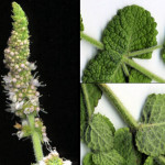 <em>Mentha suaveolens</em> Ehrh. 23/03/2008