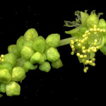 <em>Mercurialis annua</em> L. 02/10/2007