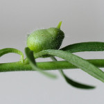 <em>Misopates orontium</em> (L.) Raf. 26/08/2009