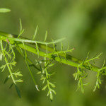 <em>Oenanthe fistulosa</em> L. 24/06/2009