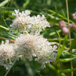 <em>Oenanthe fistulosa</em> L. 24/06/2009