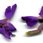 <em>Orchis mascula</em> (L.) L. 25/04/2008