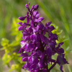 <em>Orchis mascula</em> (L.) L. 25/04/2008