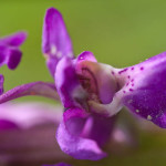 <em>Orchis mascula</em> (L.) L. 25/04/2008