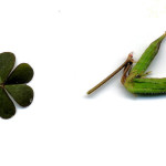 <em>Oxalis corniculata</em> L. 11/10/2007