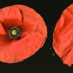 <em>Papaver rhoeas</em> L. 01/08/2008