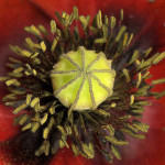 <em>Papaver rhoeas</em> L. 01/08/2008