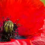 <em>Papaver rhoeas</em> L. 05/06/2015