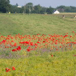 <em>Papaver rhoeas</em> L. 05/06/2015