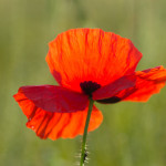 Papaver rhoeas L. 05/06/2015