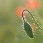 <em>Papaver rhoeas</em> L. 05/06/2015