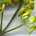 <em>Pastinaca sativa subsp. urens</em> (Req. ex Godr.) Celak. 28/07/2010