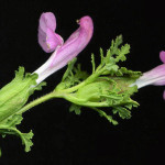 <em>Pedicularis sylvatica</em> L. 17/06/2008