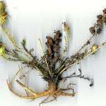 <em>Pedicularis sylvatica</em> L. 17/06/2008