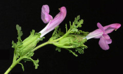 Pedicularis sylvatica L. 17/06/2008