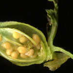 <em>Pedicularis sylvatica</em> L. 17/06/2008