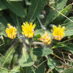 <em>Pilosella officinarum</em> Vaill. 23/04/2011