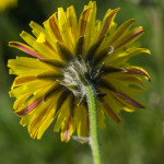 <em>Pilosella officinarum</em> Vaill. 23/04/2011