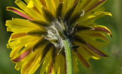 Pilosella officinarum Vaill. 23/04/2011