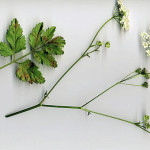 <em>Pimpinella major</em> (L.) Huds. 08/09/2007