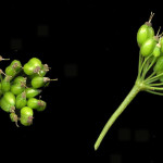 <em>Pimpinella major</em> (L.) Huds. 08/09/2007