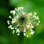 Plantago lanceolata L. 01/06/2009