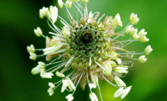 Plantago lanceolata L. 01/06/2009