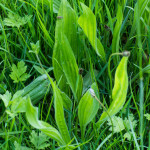 <em>Plantago lanceolata</em> L. 28/04/2011