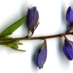 <em>Polygala serpyllifolia</em> Hosé 17/06/2008