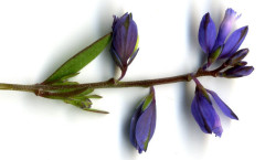 Polygala serpyllifolia Hosé 17/06/2008