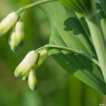 <em>Polygonatum multiflorum</em> (L.) All. 10/04/2011