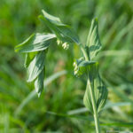 <em>Polygonatum multiflorum</em> (L.) All. 10/04/2011