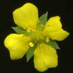 <em>Potentilla erecta</em> (L.) Räusch. 23/09/2007