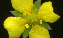 Potentilla erecta (L.) Räusch. 23/09/2007