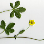 <em>Potentilla reptans</em> L. 13/08/2007