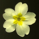 <em>Primula vulgaris</em> Huds. 03/04/2008