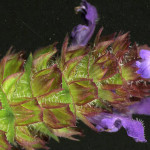 <em>Prunella vulgaris</em> L. 11/07/2008