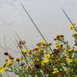 <em>Pulicaria dysenterica</em> (L.) Bernh. 17/08/2009