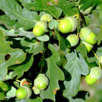 <em>Quercus robur</em> L. 31/08/2009
