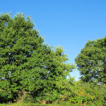 <em>Quercus robur</em> L. 31/08/2009