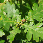 <em>Quercus robur</em> L. 31/08/2009