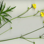 <em>Ranunculus acris</em> L. 10/05/2008